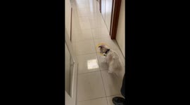 Blind dog keeps bumping into everything