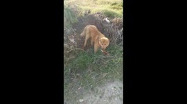 I was for joking when a puppy follows me with a sheep leg on his mouth