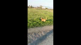 I was for joking when suddenly a puppy came behind me with a sheep leg