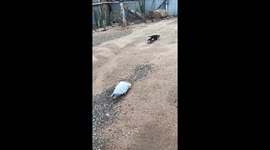 Bird freaks out while playing with a piece of bark at Australian bird sanctuary
