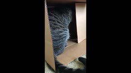 Cat Plays in Box