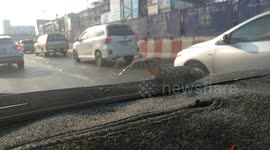 Baby monitor lizard hitches a ride on car windscreen across Thai road