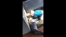 2 year old gives sleeping dog his stuffed animal