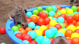Meerkats play in a ball pit together