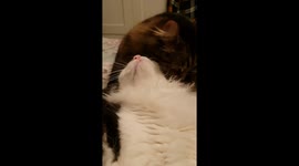 Cats cleaning each other