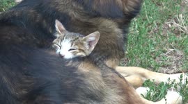 Adorable cuddly friendship forms between this cat and dog