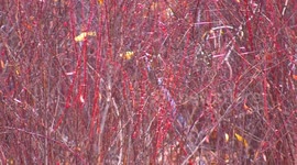 Sunbeams Dancing on SpiderWebs, Relaxing