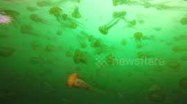 RAW FOOTAGE: Jellyfish swarm divers in Monterey