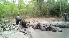 Six baby elephants rescued from muddy pit after being trapped for days