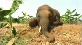 Wild male elephant tragically electrocuted on south Indian plantation