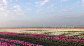 First 2019 Tulipfields in Holland