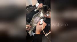 Pregnant cat has abdominal ultrasound scan at vet in China