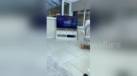 Newsflare Edit - i’m crying liv’s dog just sits on the sofa like a human and watches tele with us https://t.co/GuMsOGfMMf