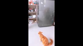 Cats Cool Off In The Fridge