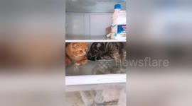 Feline the heat! These cool cats take refuge in a fridge during Thailand heatwave