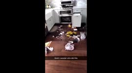 I stole this from my brother but look how guilty my dog looks after wrecking the kitchen???????????? https://t.co/V7AW6xF6B7