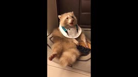 Rare albino  'baby' racoon has human-like qualities while feeding itself blueberries from a bowl