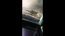 Cory cat fish mating and laying eggs