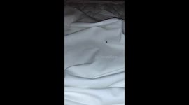 BEDBUGS IN NORWEGIAN CRUISE LINE GEM SHIP