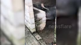 Friendly dog fetches bundle of grass for its hungry buffalo friend