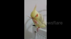 Confused cockatiel drops toothpick