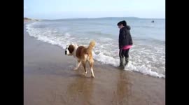 Playing with Chester St Bernard 7 month old puppy on the beach