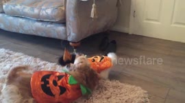 American cocker Duchess and Pekingese Anoushka in pumpkin outfits playing