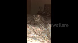 Cat in a flap! Kitty's claws get stuck in blanket