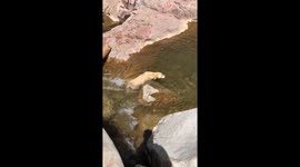 Dog enjoying waterfall gets stuck and pulled out by owner
