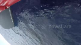 pilot whales Tenerife