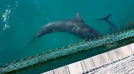 dolphin at dolphin discoverer