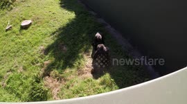 2 Gorillas having fun at Jersey Zoo