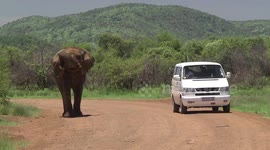 Too close for comfort – a huge Bull Elephant and a Kombi