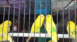 Canaries in pairs do kisses