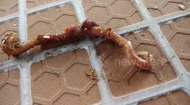 69 Style is Worm Style