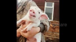 Squealing piglet in east Russia just wants to be stroked
