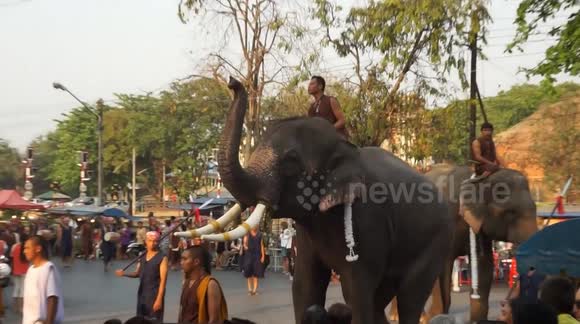 Elephant raises on hind legs to salute crowd during parade in Thailand