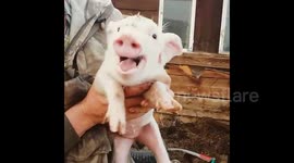 Squealing piglet in east Russia just wants to be stroked