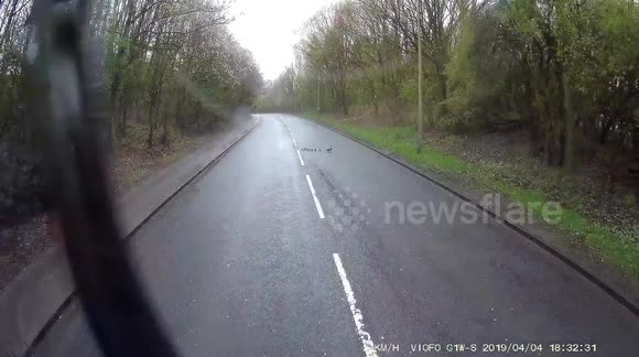UK lorry driver slows down to let a flock of ducklings cross safely with their mother