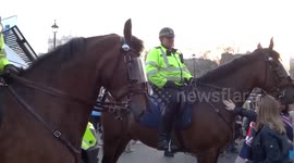 Police horses became a major tourist attraction during pro-Brexit rally in central London