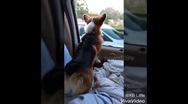 Corgi on the go