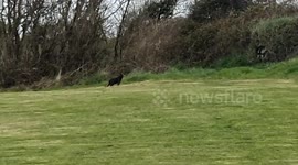 Britain's big cat outbreak has deepened after a second one the size of an 'Alsatian' was spotted