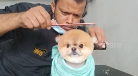 Thai dog groomer gives obedient Pomeranian a haircut