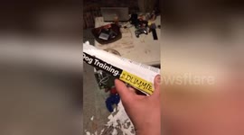 Cheeky hound chews through 'Dog Training for Dummies' book