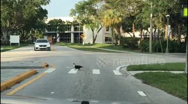 ducks crossing at crosswalk in Florida