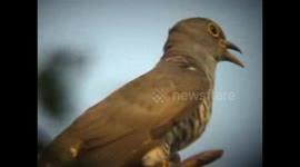 beautiful sound of bird