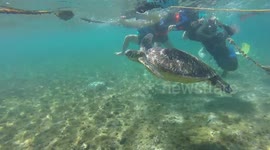 Swimmer rescues turtle trapped by rope at beach in the Philippines