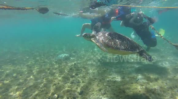 Swimmer rescues turtle trapped by rope at beach in the Philippines ...