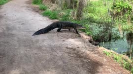 Alligator walking