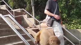 'Radical' monkey slides down railings at Nepal temple